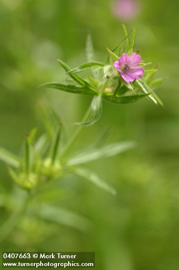 Cut-leaved Geranium
