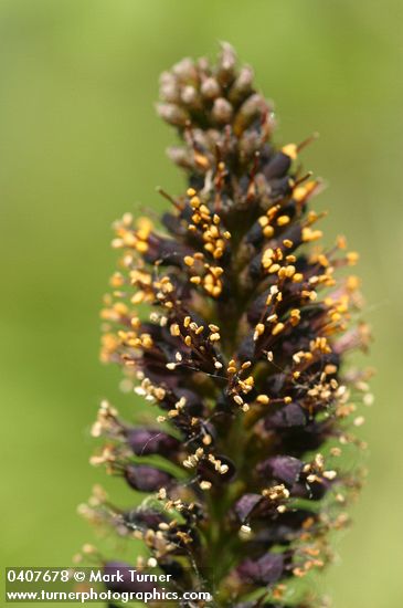 Western False Indigo blossoms detail