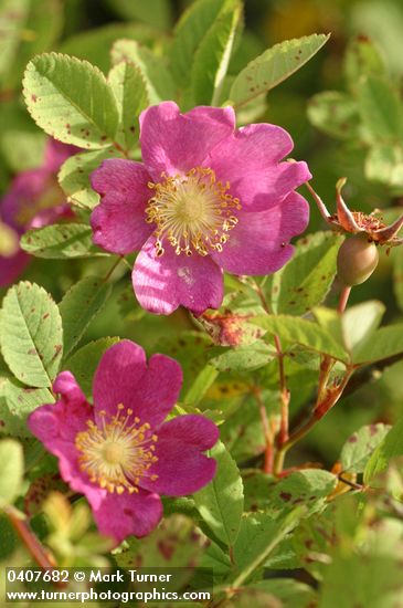 Clustered Wild Rose blossoms & foliage