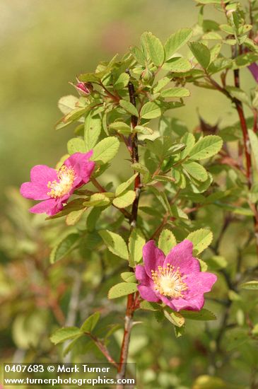 Clustered Wild Rose