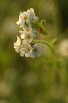 Fragrant Popcorn Flower blossoms