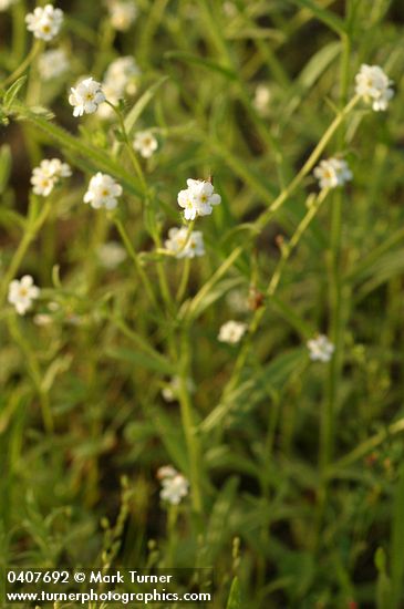 Fragrant Popcorn Flowers