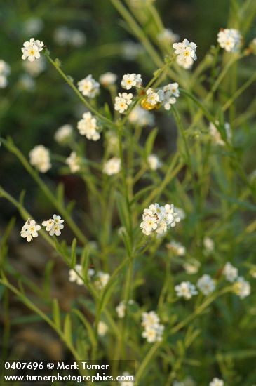 Fragrant Popcorn Flowers