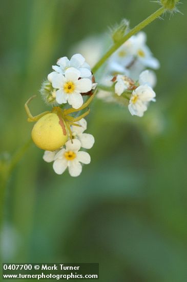 Fragrant Popcorn Flower blossoms w/ spider