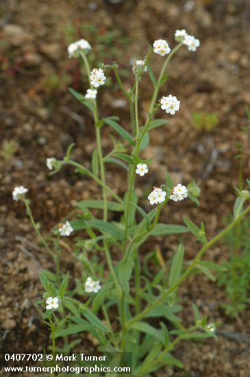 Fragrant Popcorn Flowers