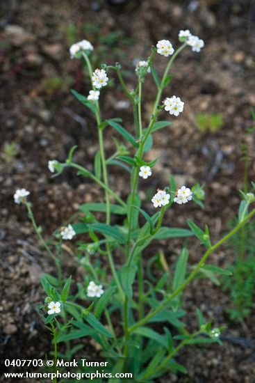 Fragrant Popcorn Flowers