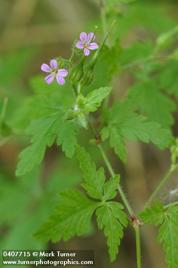 Herb Robert