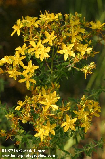 Common St. John's Wort