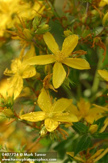 Common St. John's Wort blossoms detail