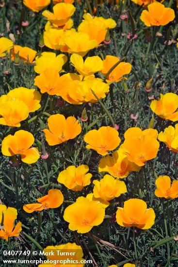 California Poppies