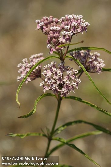 Narrow-leaved Milkweed blossoms & foliage