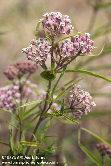 Narrow-leaved Milkweed blossoms & foliage