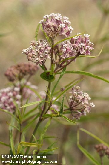 Narrow-leaved Milkweed blossoms & foliage