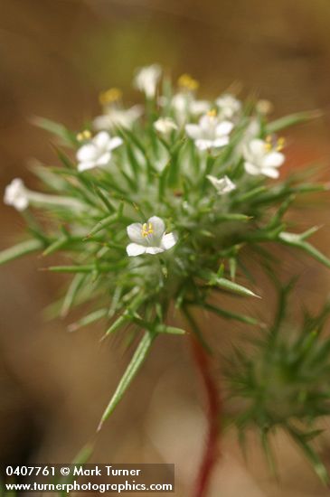 Needle-leaved Navarretia