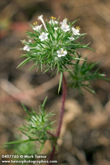 Needle-leaved Navarretia