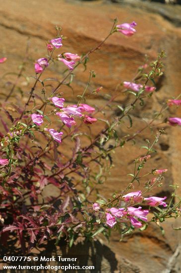 Richardson's Penstemon