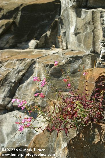 Richardson's Penstemon on basalt cliff