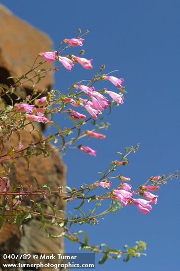 Richardson's Penstemon against blue sky