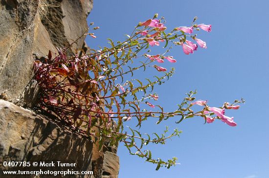 Richardson's Penstemon against blue sky
