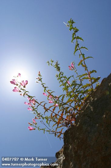 Richardson's Penstemon backlit against blue sky