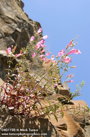 Richardson's Penstemon on basalt cliff against blue sky