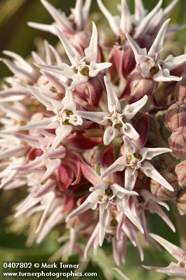 Showy Milkweed blossoms extreme detail