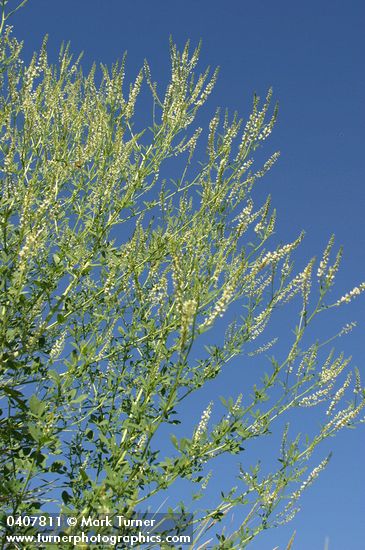 White Sweet Clover against blue sky