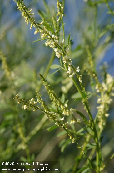White Sweet Clover blossoms & foliage