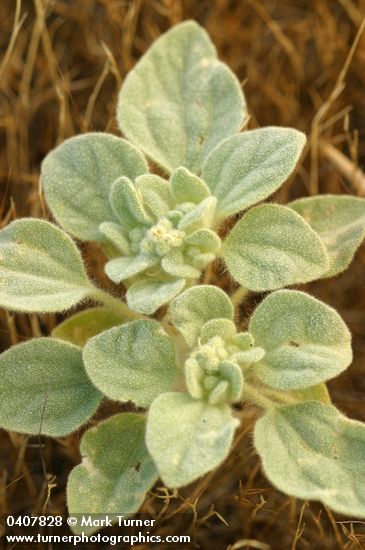 Turkey Mullein