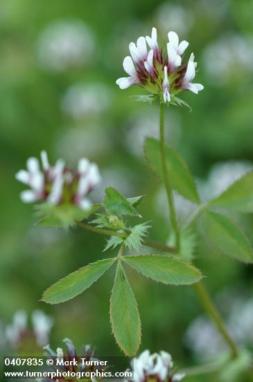 Few-flowered Clover blossoms & foliage