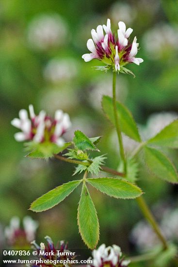 Few-flowered Clover blossoms & foliage