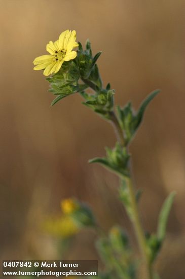 Rabbit Leaf blossom & foliage