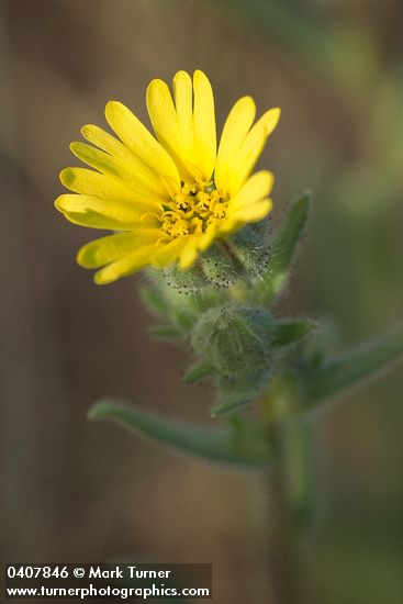 Rabbit Leaf blossom detail