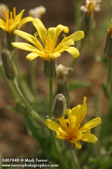 Western Hawksbeard blossoms