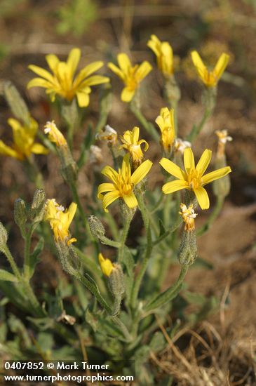 Western Hawksbeard