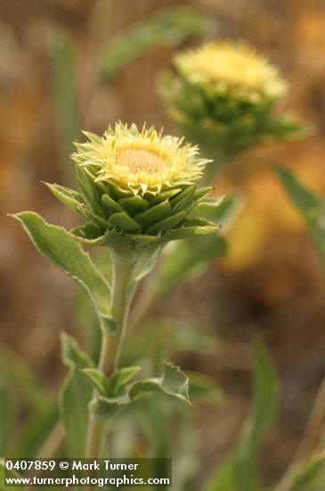 Rayless Goldenweed blossoms