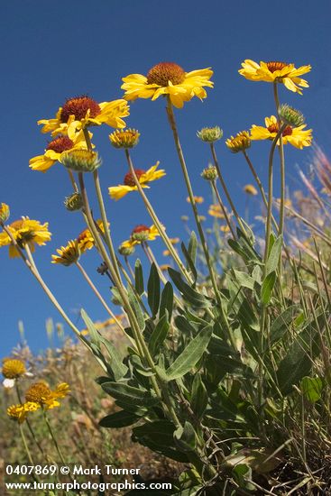 Blanket Flower against blue sky