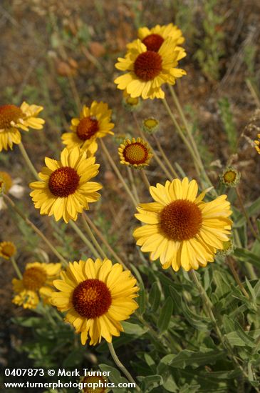 Blanket Flower