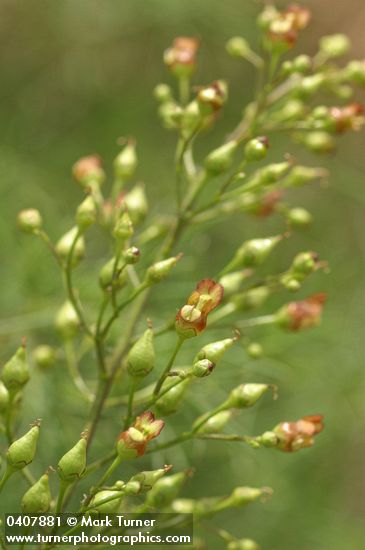 Mad-dog Skullcap blossoms