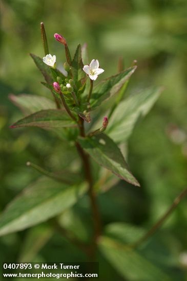 Common Willow Herb