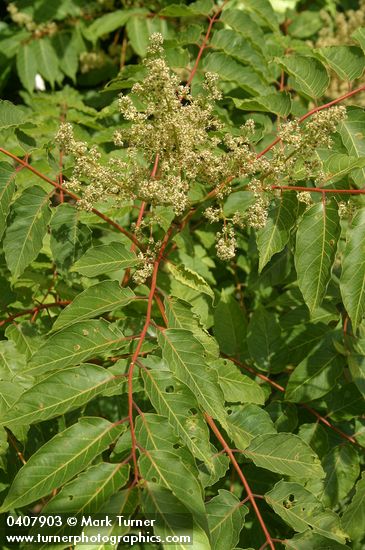 Western Sumac blossoms & foliage