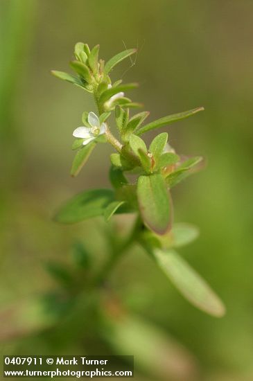 Purslane Speedwell