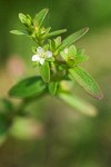 Purslane Speedwell
