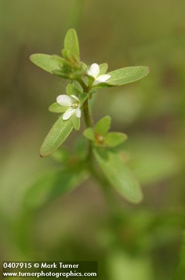 Purslane Speedwell