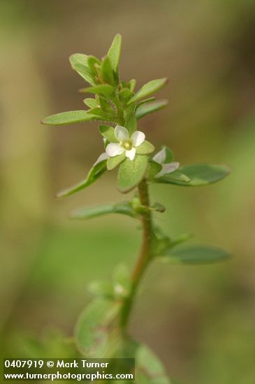 Purslane Speedwell