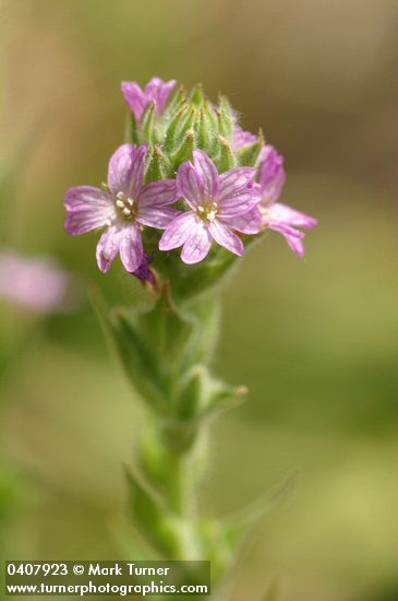 Dense Spike-Primrose blossoms