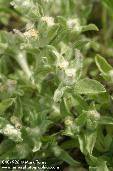 Lowland Cudweed