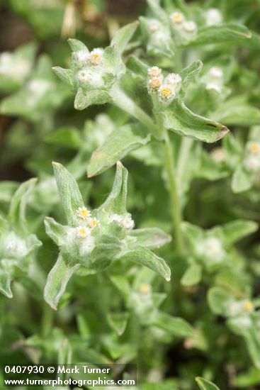 Lowland Cudweed