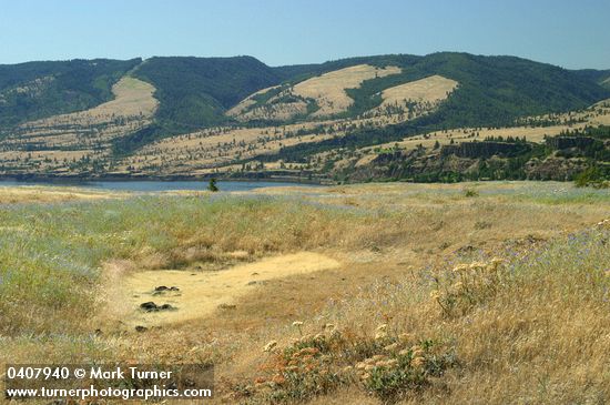 Rowena Plateau above Columbia R w/ dry vernal pool