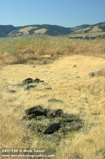 Rowena Plateau above Columbia R w/ dry vernal pool